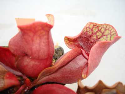 Sarracenia purpurea venosa var. burkii